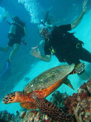 Tauchen am Great Barrier Reef