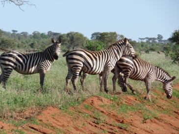 Zebras im Tsavo NP