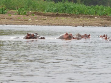Flusspferde im Lake Naivasha