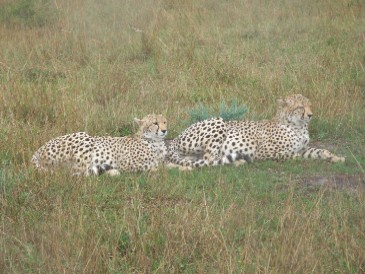 Geparde in der Masai Mara