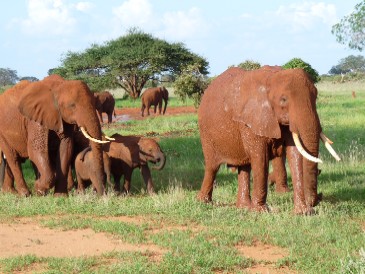 Elefanten im Tsavo Ost