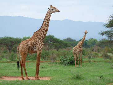 Giraffen im Tsavo Ost