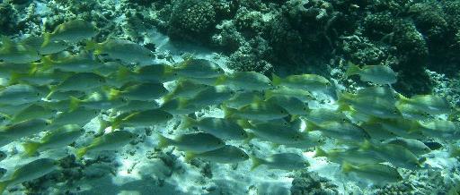 Fischschwarm im indischen Ozean Fischschwarm im indischen Ozean